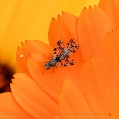 Austrotephritis poenia (Australian Fruit Fly) at Pambula, NSW - 30 Dec 2022 by KylieWaldon