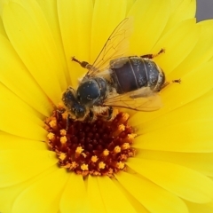 Lasioglossum (Chilalictus) lanarium (Halictid bee) at Pambula, NSW - 30 Dec 2022 by KylieWaldon