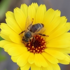 Lasioglossum (Chilalictus) lanarium at Pambula, NSW - 30 Dec 2022 11:40 AM