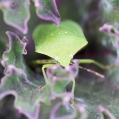 Nezara viridula (Green vegetable bug) at Pambula, NSW - 30 Dec 2022 by KylieWaldon