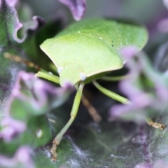 Nezara viridula at Pambula, NSW - 30 Dec 2022 11:43 AM