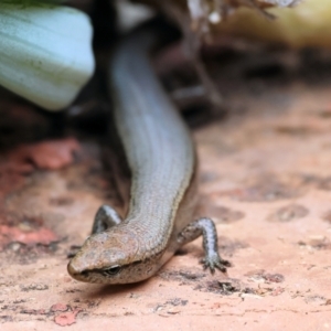 Lampropholis delicata at Pambula Beach, NSW - 31 Dec 2022 01:33 PM