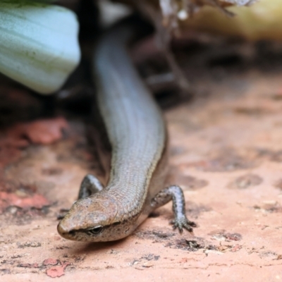 Lampropholis delicata (Delicate Skink) at Pambula Beach, NSW - 31 Dec 2022 by KylieWaldon