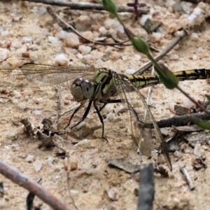 Orthetrum caledonicum at Wyndham, NSW - 1 Jan 2023 08:49 AM