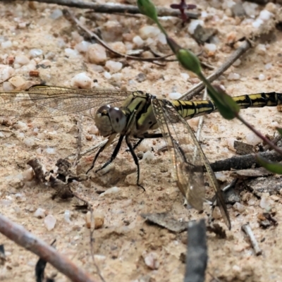 Orthetrum caledonicum (Blue Skimmer) at Wyndham, NSW - 1 Jan 2023 by KylieWaldon