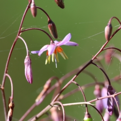 Dianella sp. (Flax Lily) at Wyndham, NSW - 1 Jan 2023 by KylieWaldon