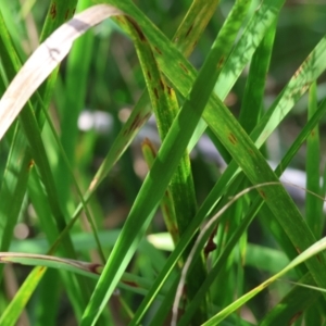 Dianella sp. at Wyndham, NSW - 1 Jan 2023