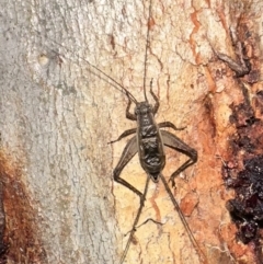 Eurepa marginipennis (Mottled bush cricket) at Mount Ainslie - 31 Dec 2022 by Pirom