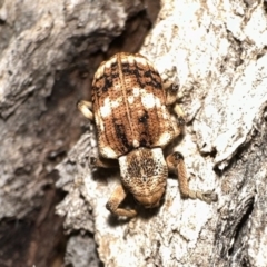 Pelororhinus transversus (A weevil) at Ainslie, ACT - 30 Dec 2022 by Pirom