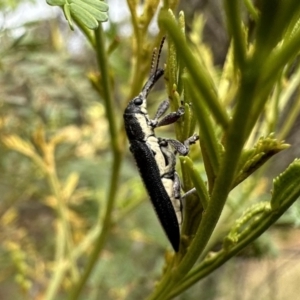 Rhinotia sp. in brunnea-group at Ainslie, ACT - 31 Dec 2022 04:06 PM