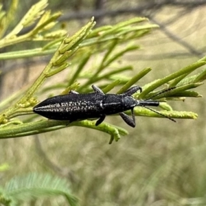 Rhinotia sp. in brunnea-group at Ainslie, ACT - 31 Dec 2022 04:06 PM