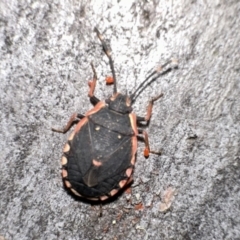 Diemenia rubromarginata (Pink-margined bug) at Mount Ainslie - 31 Dec 2022 by Pirom