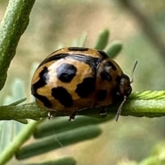 Peltoschema oceanica (Oceanica leaf beetle) at Mount Ainslie - 31 Dec 2022 by Pirom