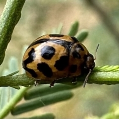 Peltoschema oceanica (Oceanica leaf beetle) at Ainslie, ACT - 31 Dec 2022 by Pirom