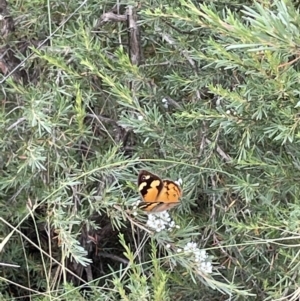 Heteronympha merope at Jerrabomberra, NSW - 1 Jan 2023