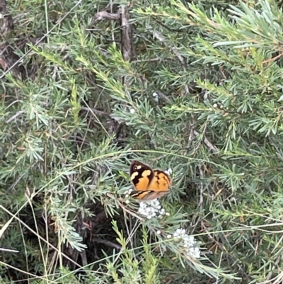 Heteronympha merope (Common Brown Butterfly) at QPRC LGA - 1 Jan 2023 by Mavis