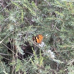 Heteronympha merope at Jerrabomberra, NSW - 1 Jan 2023