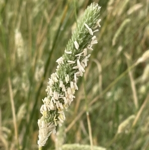 Phalaris aquatica at Jerrabomberra, NSW - 1 Jan 2023