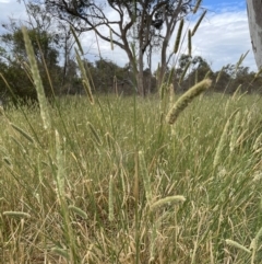 Phalaris aquatica at Jerrabomberra, NSW - 1 Jan 2023