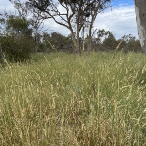 Phalaris aquatica at Jerrabomberra, NSW - 1 Jan 2023