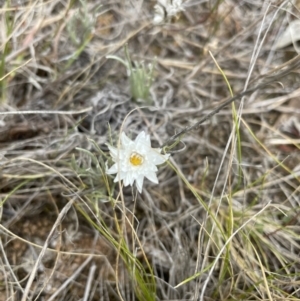 Leucochrysum albicans at Jerrabomberra, NSW - 1 Jan 2023