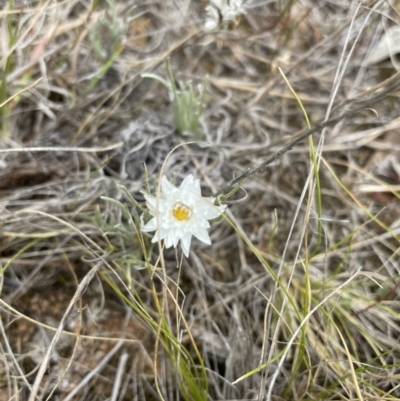 Leucochrysum albicans (Hoary Sunray) at Jerrabomberra, NSW - 1 Jan 2023 by Mavis