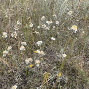 Leucochrysum albicans at Jerrabomberra, NSW - 1 Jan 2023