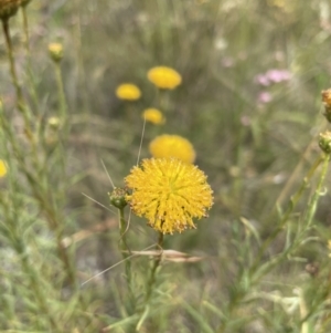 Rutidosis leptorhynchoides at Jerrabomberra, NSW - 1 Jan 2023