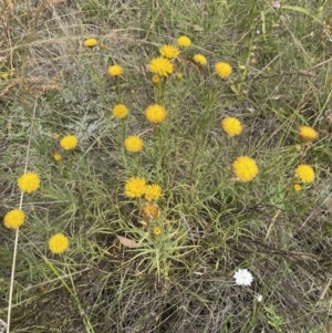 Rutidosis leptorhynchoides at Jerrabomberra, NSW - suppressed