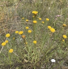 Rutidosis leptorhynchoides at Jerrabomberra, NSW - 1 Jan 2023