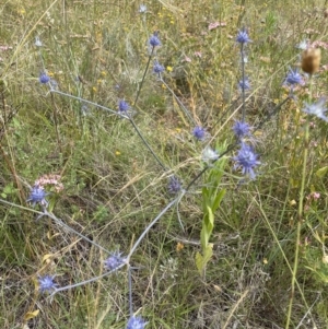 Eryngium ovinum at Jerrabomberra, NSW - 1 Jan 2023