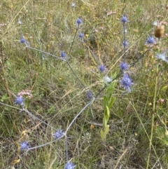 Eryngium ovinum (Blue Devil) at Jerrabomberra, NSW - 1 Jan 2023 by Mavis