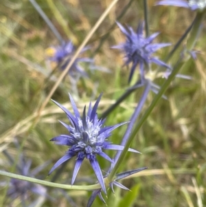 Eryngium ovinum at Jerrabomberra, NSW - 1 Jan 2023