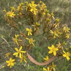 Hypericum perforatum (St John's Wort) at Jerrabomberra, NSW - 1 Jan 2023 by Mavis