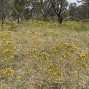 Hypericum perforatum at Jerrabomberra, NSW - 1 Jan 2023