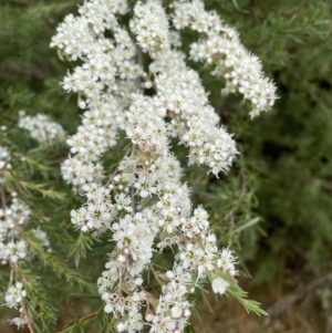 Kunzea ericoides at Jerrabomberra, NSW - 1 Jan 2023