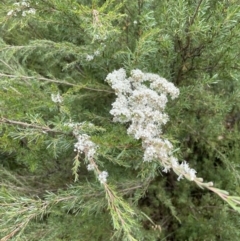 Kunzea ericoides at Jerrabomberra, NSW - suppressed