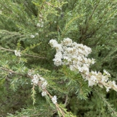 Kunzea ericoides at Jerrabomberra, NSW - suppressed