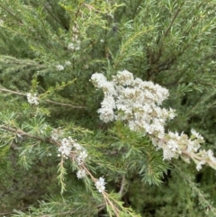 Kunzea ericoides at Jerrabomberra, NSW - suppressed