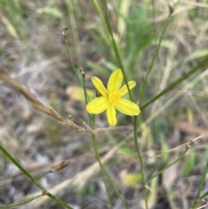 Tricoryne elatior at Jerrabomberra, NSW - 1 Jan 2023