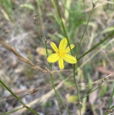 Tricoryne elatior (Yellow Rush Lily) at Jerrabomberra, NSW - 1 Jan 2023 by Mavis