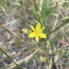 Tricoryne elatior (Yellow Rush Lily) at Jerrabomberra, NSW - 1 Jan 2023 by Mavis