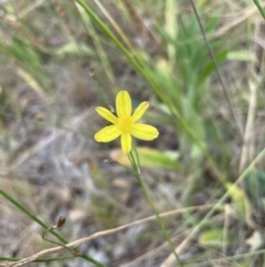 Tricoryne elatior at suppressed - 1 Jan 2023