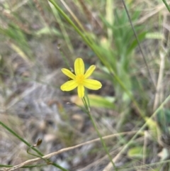 Tricoryne elatior at Jerrabomberra, NSW - 1 Jan 2023