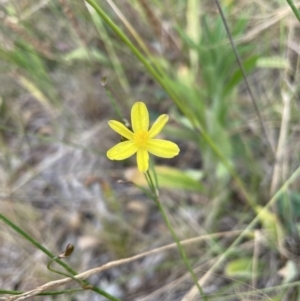 Tricoryne elatior at Jerrabomberra, NSW - 1 Jan 2023