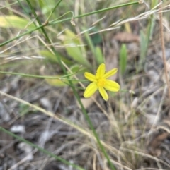 Tricoryne elatior at Jerrabomberra, NSW - 1 Jan 2023