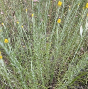 Chrysocephalum semipapposum at Jerrabomberra, NSW - 1 Jan 2023