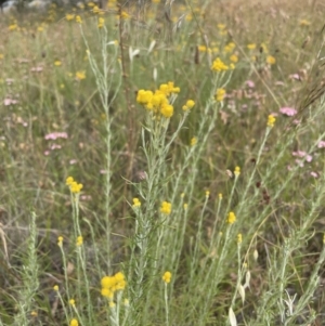 Chrysocephalum semipapposum at Jerrabomberra, NSW - 1 Jan 2023