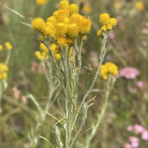 Chrysocephalum semipapposum at Jerrabomberra, NSW - 1 Jan 2023