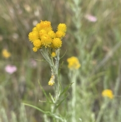 Chrysocephalum semipapposum at Jerrabomberra, NSW - 1 Jan 2023